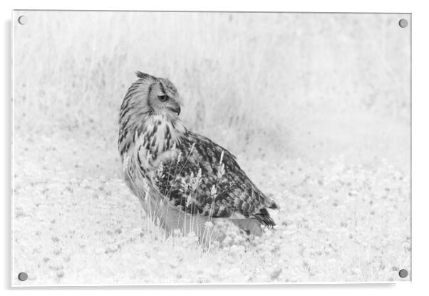 Eagle Owl in infrared Acrylic by Andy Critchfield