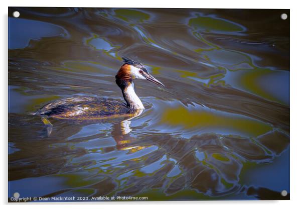 Artistic Showing of The Great Crested Grebe Acrylic by Dean Mackintosh