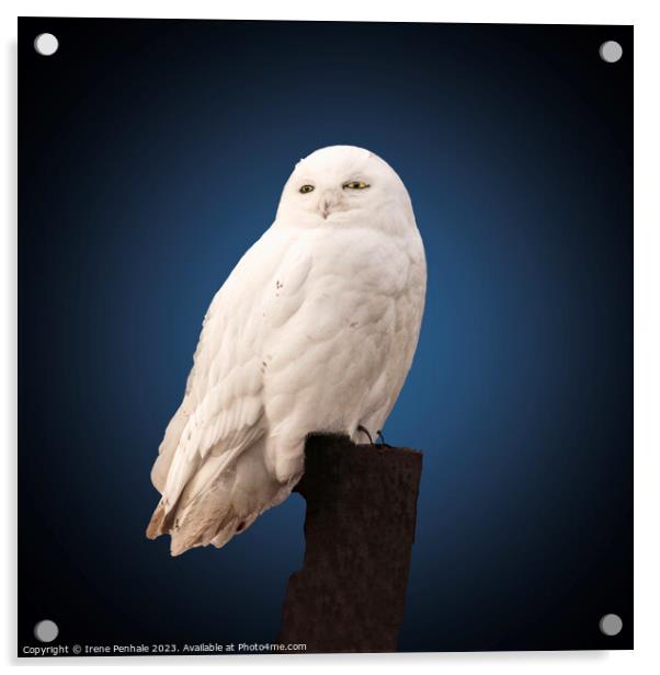 Majestic Snowy Owl Acrylic by Irene Penhale