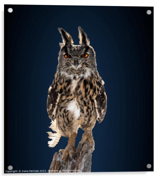 Intense gaze of the Great Horned Owl Acrylic by Irene Penhale