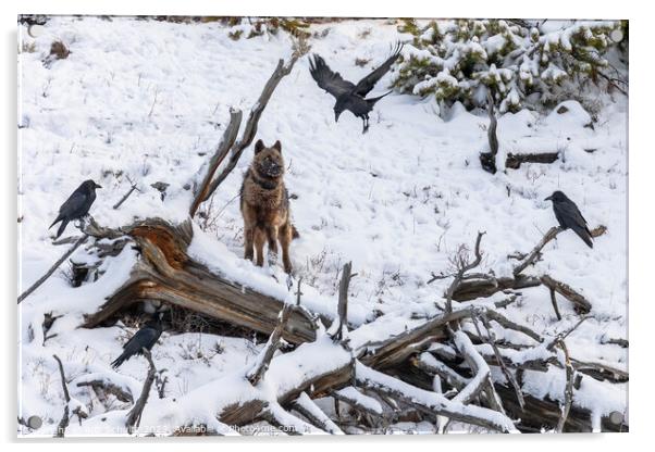 Gray Wolf and Ravens in Yellowstone National Park Acrylic by Rob Schultz