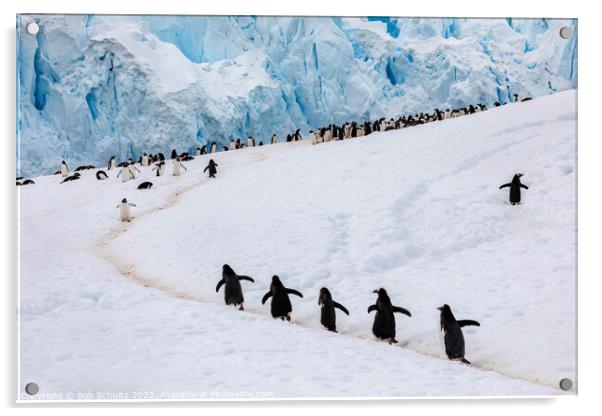 Gentoo Penguins climb a hill in Antarctica Acrylic by Rob Schultz