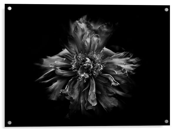 Backyard Flowers In Black And White 49 Acrylic by Brian Carson