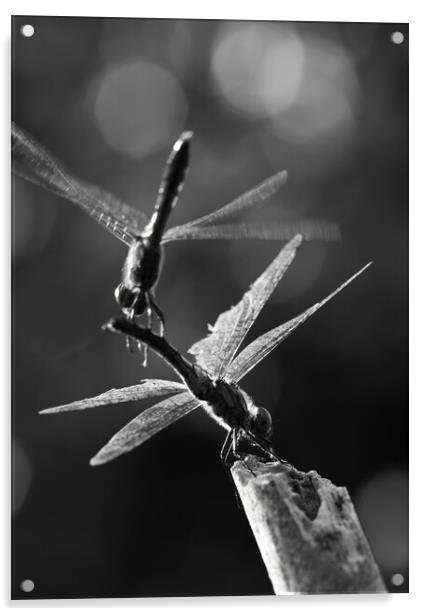 Dragonflies in Flight Acrylic by Alex Fukuda