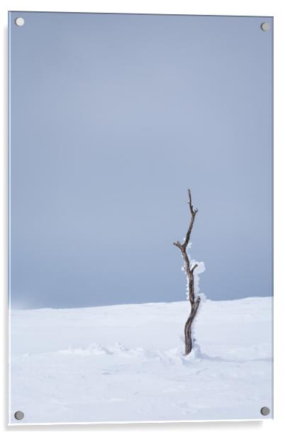 Last of the Birch Trees Acrylic by Alex Fukuda
