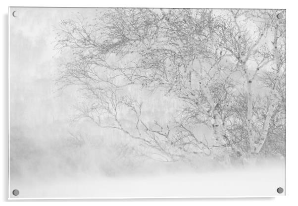 Birch in a Blizzard Acrylic by Alex Fukuda
