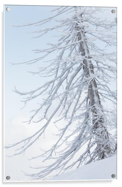 Last Winter Acrylic by Alex Fukuda