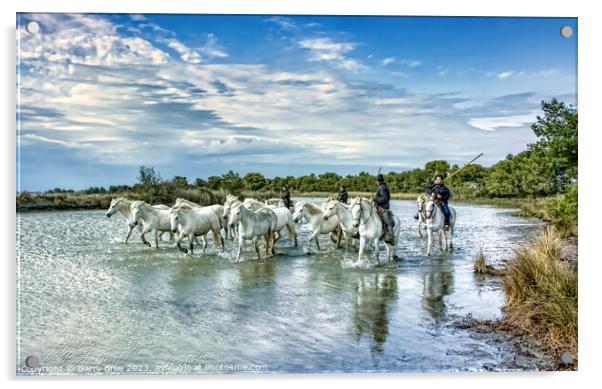 Dazzling Camargue Equines in Motion Acrylic by Garry Bree