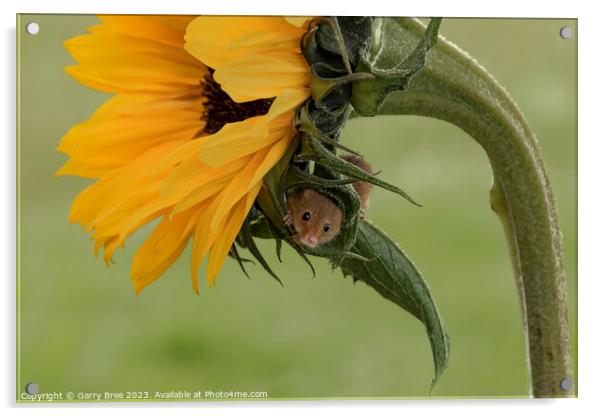 Tiny Harvest Mouse Amidst Sunflower Blooms Acrylic by Garry Bree