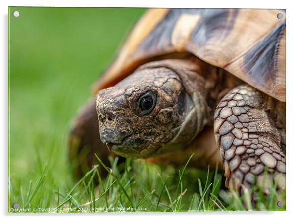 A tortoise in the grass Acrylic by David Macdiarmid
