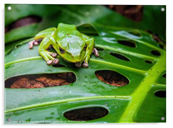 Green Tree Frog Acrylic by David Macdiarmid