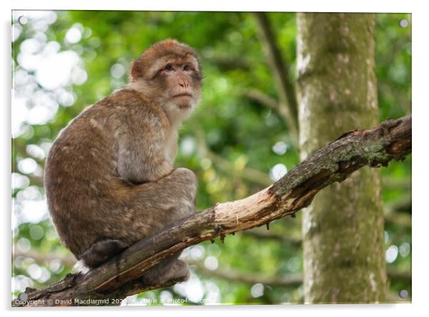 Barbary macaque monkey Acrylic by David Macdiarmid