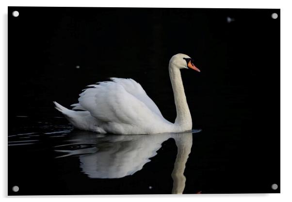Mute swan Acrylic by Helen Reid