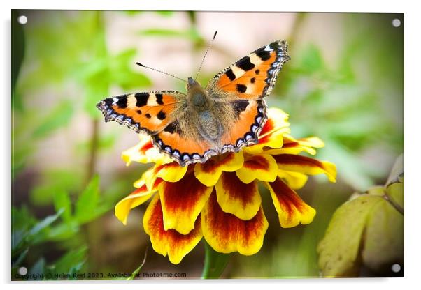 A close up of a tortoise shell butterfly on a flower Acrylic by Helen Reid
