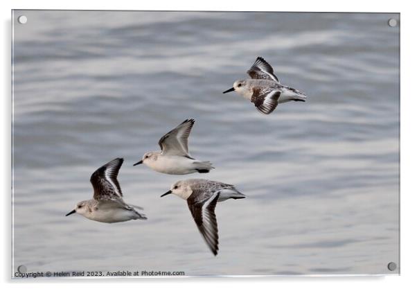 Sanderlings in flight Acrylic by Helen Reid