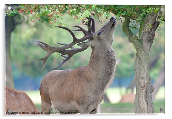 A deer standing in the grass Acrylic by Helen Reid