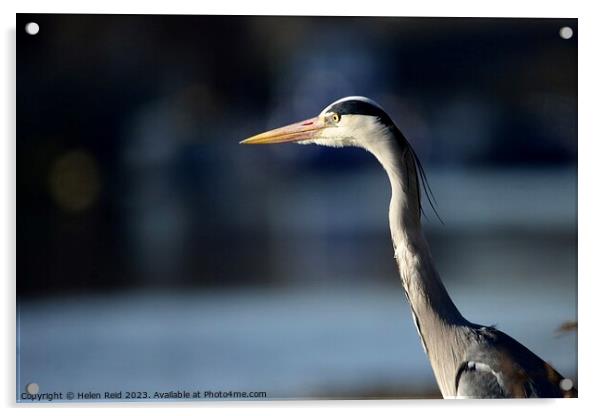 Grey Heron  Acrylic by Helen Reid