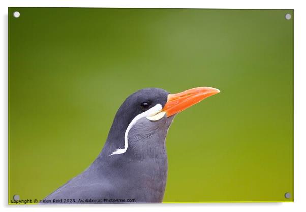 Larosterna Inca Tern Bird Acrylic by Helen Reid