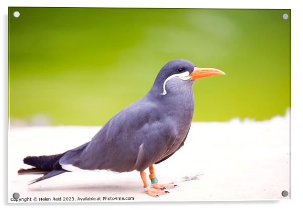 Larosterna Inca Tern Bird Acrylic by Helen Reid