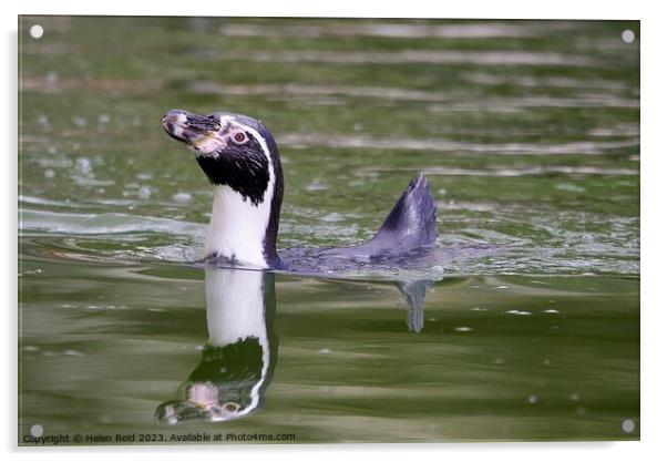 Humboldt Penguin swimming  Acrylic by Helen Reid