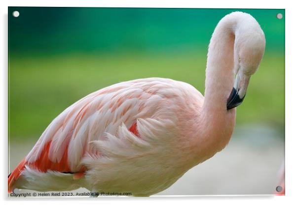 A close up of a pink flamingo Bird Acrylic by Helen Reid