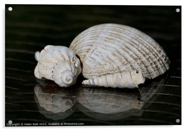 Abstract collection of seashells Acrylic by Helen Reid