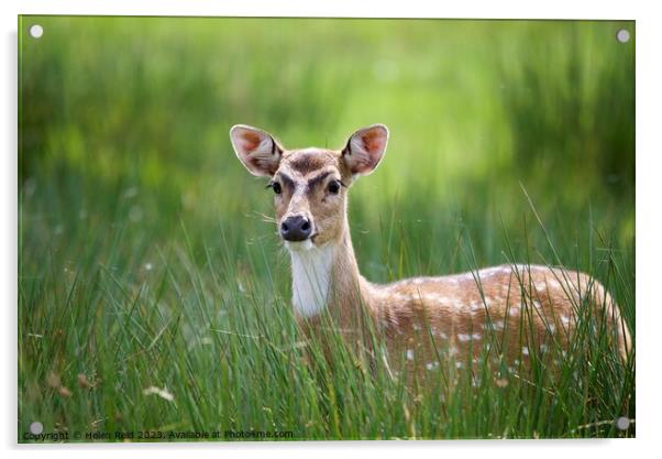 Sika deer Animal on the field Acrylic by Helen Reid