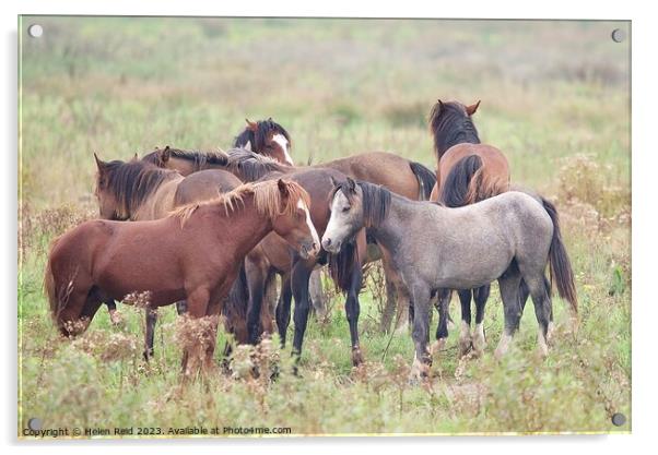 Herd of wild horses Acrylic by Helen Reid