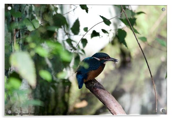 A small blue Kingfisher bird perched on a tree branch eating a fish Acrylic by Helen Reid