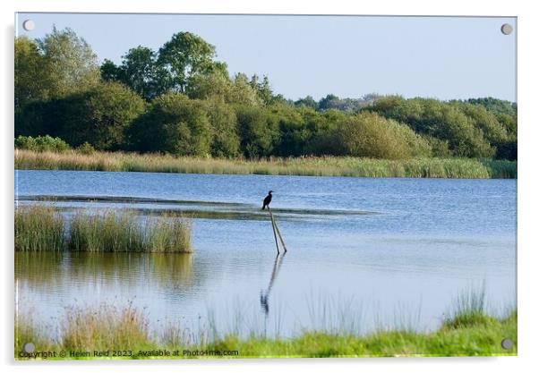 Cormorant on a post in a lake Acrylic by Helen Reid