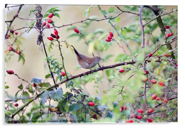 Cetti’s warbler bird perched amongst Autumn berries Acrylic by Helen Reid