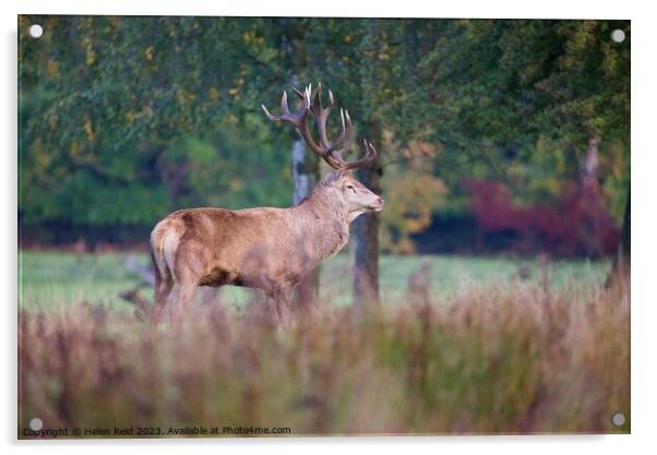 A red deer stag standing on a lush green field surrounded by Autumn colours Acrylic by Helen Reid