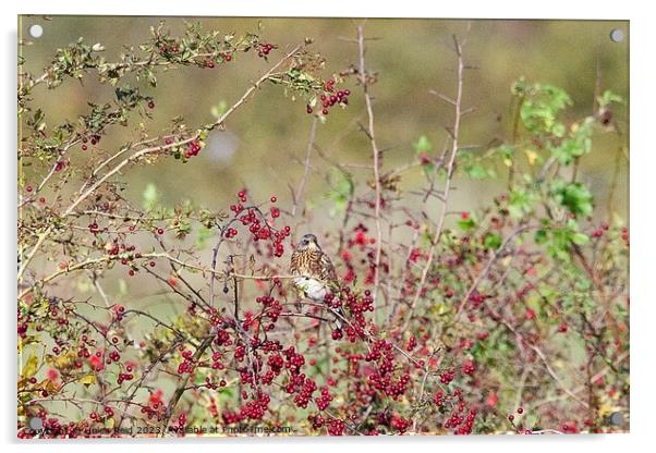 Fieldfare bird perched amongst red hawthorn berries. Acrylic by Helen Reid