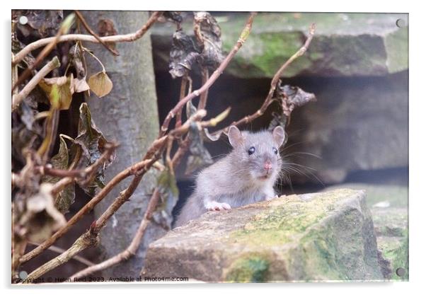 Cute juvenile brown rat Acrylic by Helen Reid