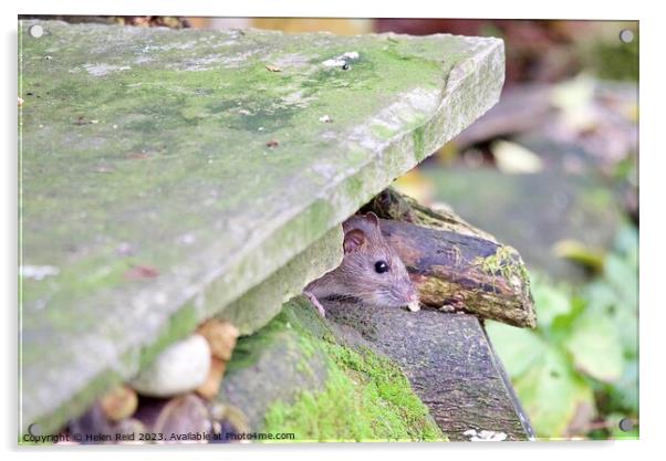 Brown rat peeking out of a stone wLl Acrylic by Helen Reid
