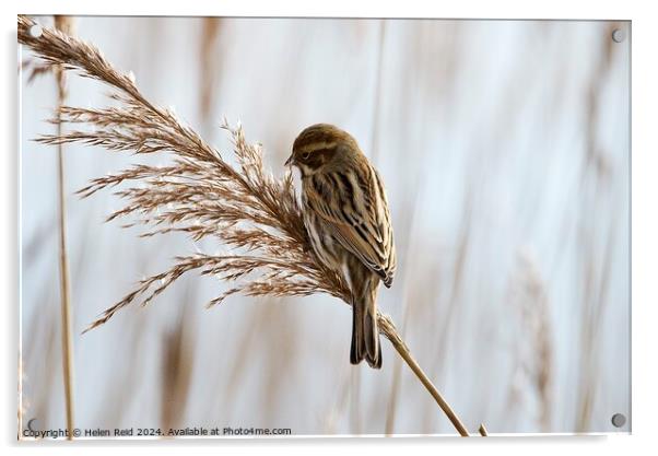 Reed bunting Acrylic by Helen Reid