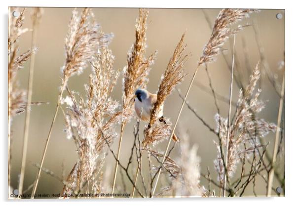 Bearded tit bird Acrylic by Helen Reid