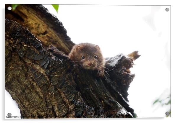 American Mink peeping out from tree trunk Acrylic by Helen Reid