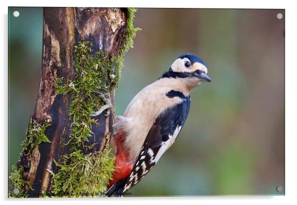 Great spotted woodpecker Acrylic by Helen Reid