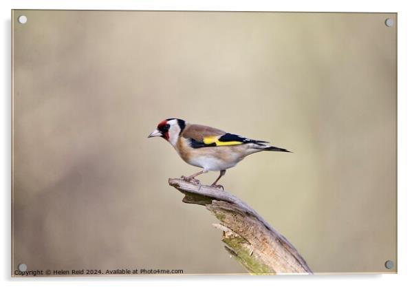 Goldfinch bird  Acrylic by Helen Reid