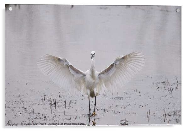 Little egret wings stretched open Acrylic by Helen Reid