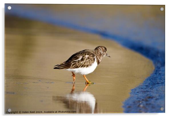 Single turnstone at the waters edge Acrylic by Helen Reid