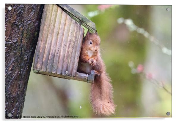 A close up of a red squirrel on a wooden feeder Acrylic by Helen Reid