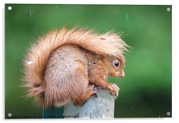 A close up of a red squirrel in the rain with its tail up  Acrylic by Helen Reid