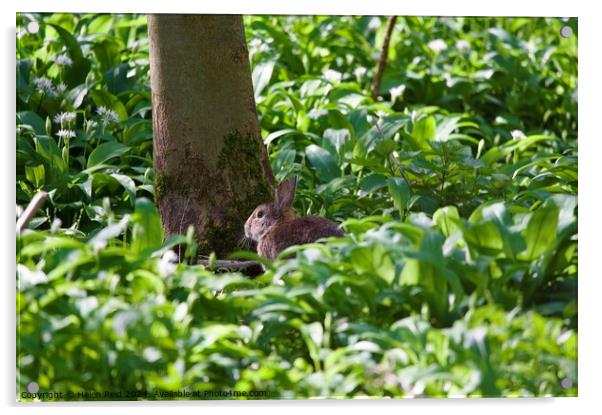 Brown rabbit sat on the woodland floor Acrylic by Helen Reid