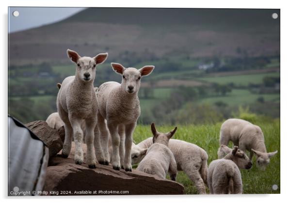 Welsh Lambs - Brecon Beacons Acrylic by Philip King