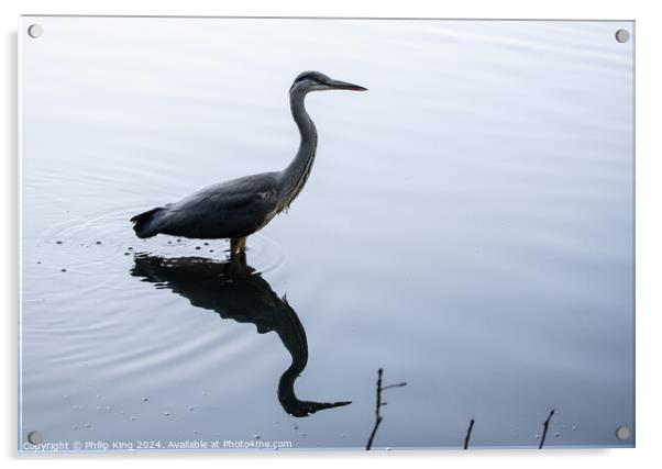 Heron on a Lake Acrylic by Philip King