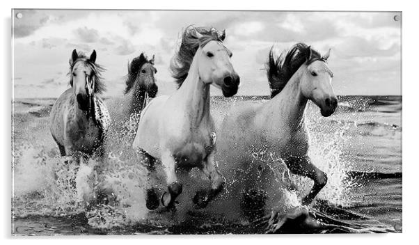 White Horses in Black and White  Acrylic by CC Designs
