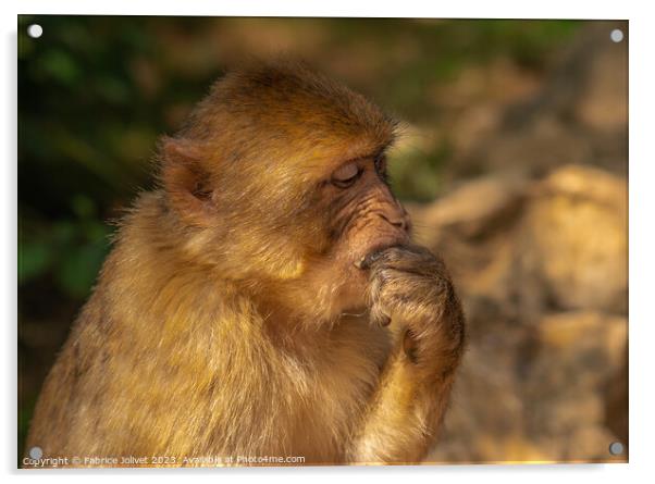 Thoughtful Primate in Sunlit Greenery Acrylic by Fabrice Jolivet