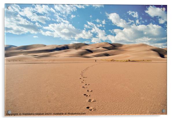 Desert Footprints Acrylic by Madeleine Deaton